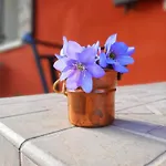 Casa Del Conte Bed and breakfast Farra di Soligo